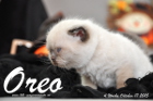 Oreo ist 4 Wochen alt geworden (17.10.2015)