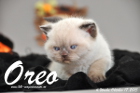 Oreo ist 4 Wochen alt geworden (17.10.2015)