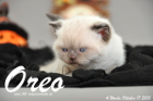 Oreo ist 4 Wochen alt geworden (17.10.2015)
