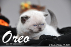 Oreo ist 4 Wochen alt geworden (17.10.2015)