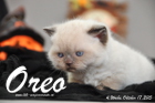 Oreo ist 4 Wochen alt geworden (17.10.2015)
