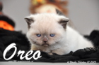 Oreo ist 4 Wochen alt geworden (17.10.2015)