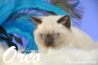 Oreo ist 8 Wochen alt geworden (14.11.2015)