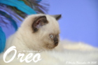 Oreo ist 8 Wochen alt geworden (14.11.2015)