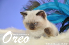 Oreo ist 8 Wochen alt geworden (14.11.2015)