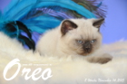 Oreo ist 8 Wochen alt geworden (14.11.2015)