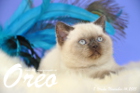 Oreo ist 8 Wochen alt geworden (14.11.2015)