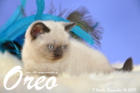 Oreo ist 8 Wochen alt geworden (14.11.2015)