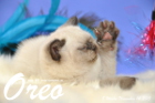 Oreo ist 8 Wochen alt geworden (14.11.2015)