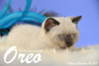 Oreo ist 8 Wochen alt geworden (14.11.2015)