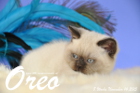 Oreo ist 8 Wochen alt geworden (14.11.2015)