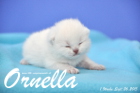 Ornella ist 1 Woche alt geworden (26.09.2015)