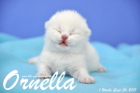 Ornella ist 1 Woche alt geworden (26.09.2015)