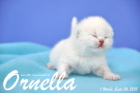 Ornella ist 1 Woche alt geworden (26.09.2015)