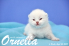 Ornella ist 1 Woche alt geworden (26.09.2015)