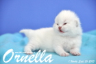Ornella ist 1 Woche alt geworden (26.09.2015)