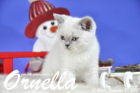 Ornella ist bereits 10 Wochen alt geworden ( 28.11.2015 )