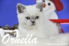 Ornella ist bereits 10 Wochen alt geworden ( 28.11.2015 )