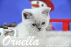 Ornella ist bereits 10 Wochen alt geworden ( 28.11.2015 )