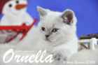 Ornella ist bereits 10 Wochen alt geworden ( 28.11.2015 )