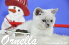 Ornella ist bereits 10 Wochen alt geworden ( 28.11.2015 )
