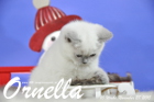 Ornella ist bereits 10 Wochen alt geworden ( 28.11.2015 )
