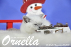 Ornella ist bereits 10 Wochen alt geworden ( 28.11.2015 )