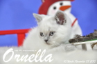 Ornella ist bereits 10 Wochen alt geworden ( 28.11.2015 )