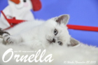Ornella ist bereits 10 Wochen alt geworden ( 28.11.2015 )