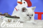 Ornella ist bereits 10 Wochen alt geworden ( 28.11.2015 )