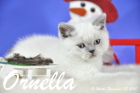 Ornella ist bereits 10 Wochen alt geworden ( 28.11.2015 )