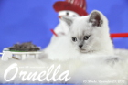 Ornella ist bereits 10 Wochen alt geworden ( 28.11.2015 )