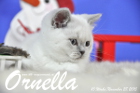Ornella ist bereits 10 Wochen alt geworden ( 28.11.2015 )