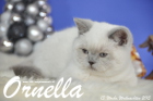 Ornella ist 13 Wochen alt geworden ( Weihnachten 2015)