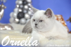 Ornella ist 13 Wochen alt geworden ( Weihnachten 2015)