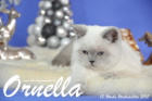 Ornella ist 13 Wochen alt geworden ( Weihnachten 2015)