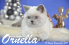 Ornella ist 13 Wochen alt geworden ( Weihnachten 2015)