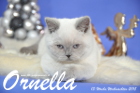 Ornella ist 13 Wochen alt geworden ( Weihnachten 2015)