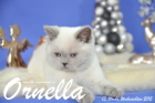 Ornella ist 13 Wochen alt geworden ( Weihnachten 2015)