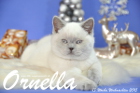 Ornella ist 13 Wochen alt geworden ( Weihnachten 2015)