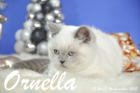 Ornella ist 13 Wochen alt geworden ( Weihnachten 2015)