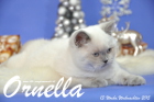 Ornella ist 13 Wochen alt geworden ( Weihnachten 2015)