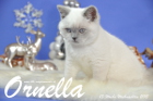 Ornella ist 13 Wochen alt geworden ( Weihnachten 2015)