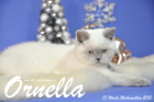 Ornella ist 13 Wochen alt geworden ( Weihnachten 2015)