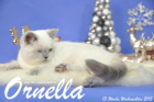 Ornella ist 13 Wochen alt geworden ( Weihnachten 2015)