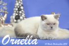 Ornella ist 13 Wochen alt geworden ( Weihnachten 2015)