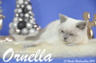 Ornella ist 13 Wochen alt geworden ( Weihnachten 2015)