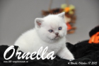 Ornella ist 4 Wochen alt geworden (17.10.2015)