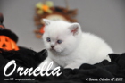 Ornella ist 4 Wochen alt geworden (17.10.2015)