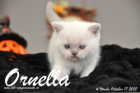 Ornella ist 4 Wochen alt geworden (17.10.2015)